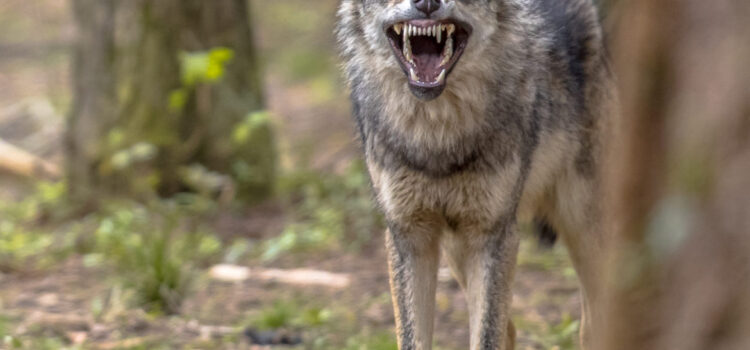 THE WOLF IN SHEEP’S CLOTHING SHEDS HIS DECEPTION AS HE FLAUNTS HIS FANGS WHILE FEASTING ON OUR TENETS.